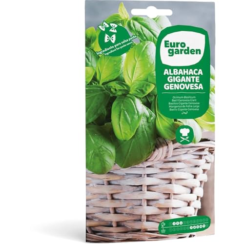 Semillas albahaca gigante genovesa. Pack 2 sobres