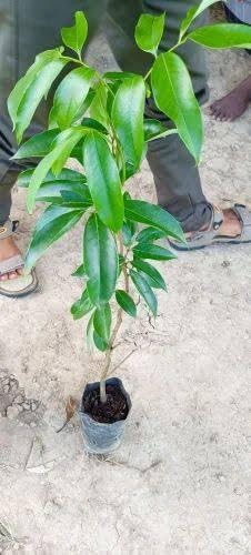 Image of Lychee Litchi Dwarf Thailand Grafted /Air Layer Plant Hybrid - Sweet Tropical Rare Live Plant For Home Garden - All Seasons (height 1-5 Feet) Thai Grafted Litchi