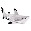 Black Tipped Shark
