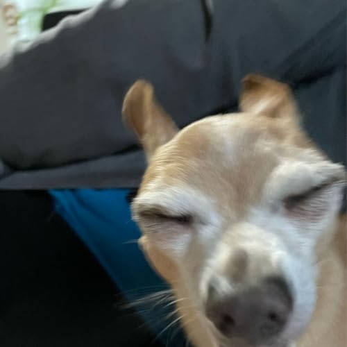 One Bingo Watching Bluey Titelbild