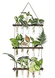  Planta colgante de pared de vidrio plantador de propagación estación colgante terrario