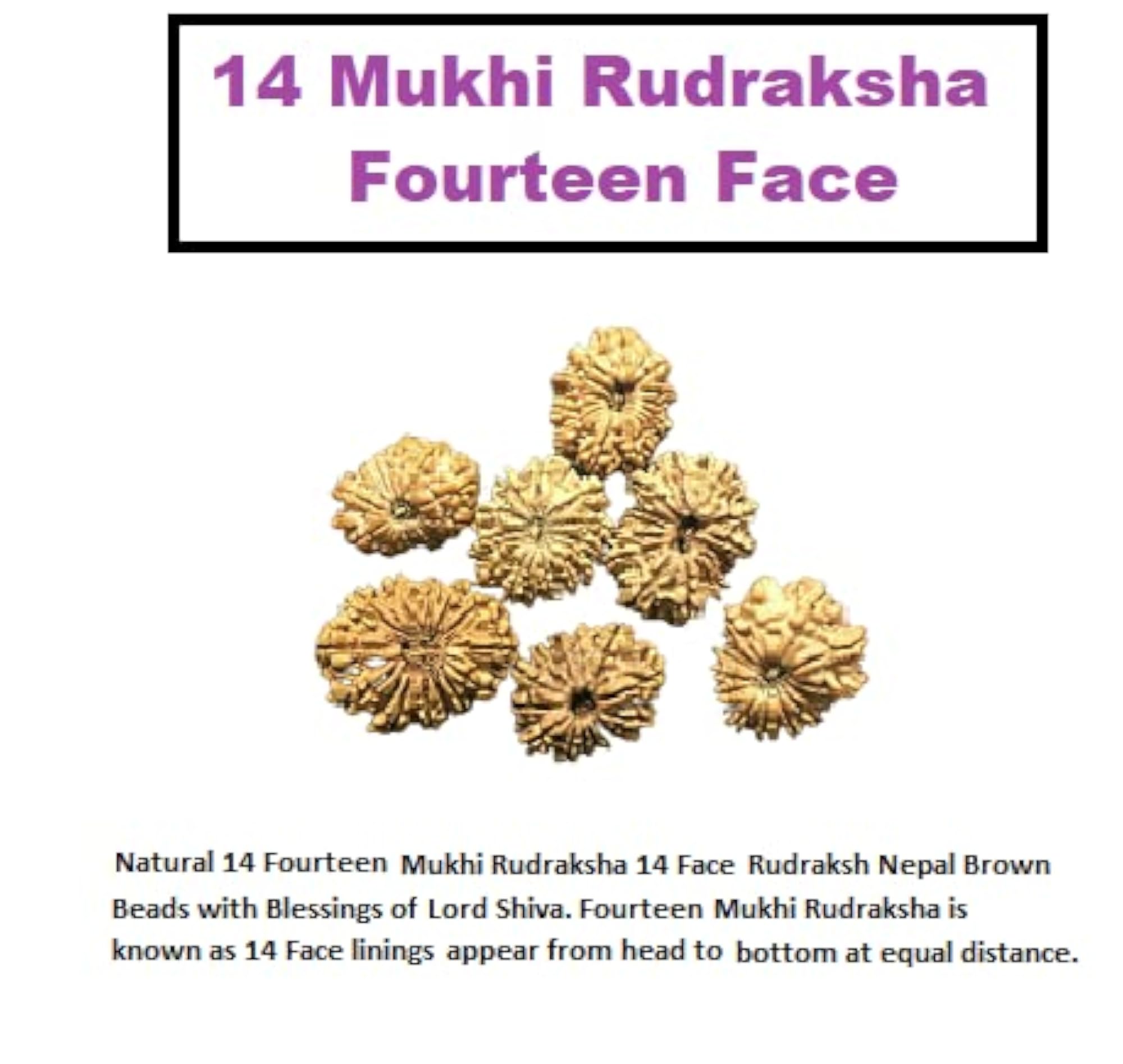 21.10mm Brown Nepali Beads Chaudah Mukhi with Dori