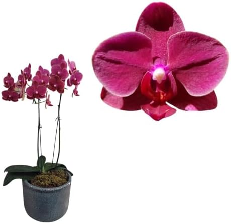 Orquidea Mini Phalaenopsis Cascata Vinho Roxo Planta Adulta