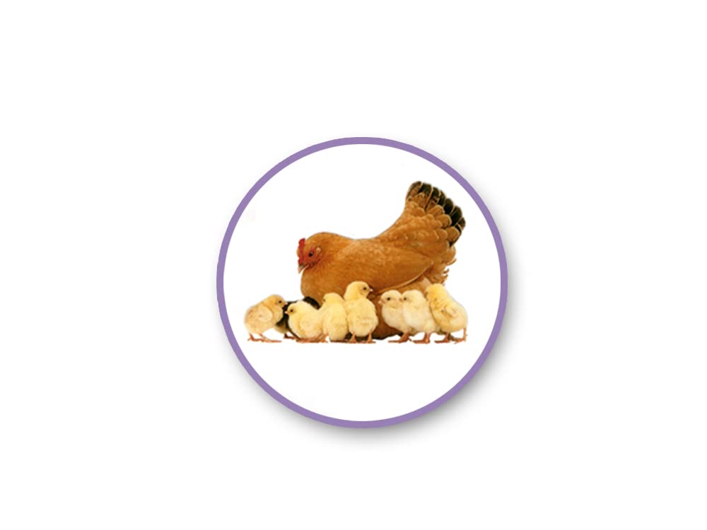 Realistic Farm Animal Stickers - Barnyard Clear Adhesive Decals for Crafts - - 23 Pc - Image 3