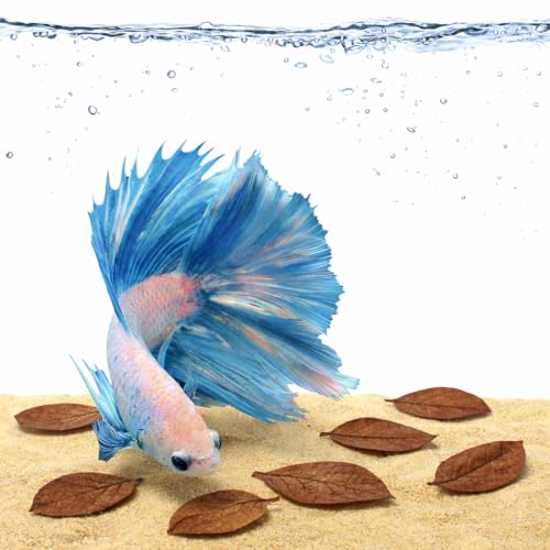 SunGrow Betta Leaves, Beneficial Indian Almond...