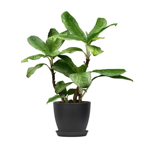 Pots de fleurs en plastique pour décoration intérieure extérieure noir blanc - 2