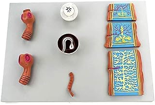 Educational Model Anatomy Model Anatomical Model Parasite Microbiology Teaching Model for Study Diaplay Medical Teaching Model,Medical Models SaiFei