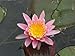 Produktbild Nymphaea Madame Gonnère rose Seerose nur für kurze Zeit zu dem Preis.