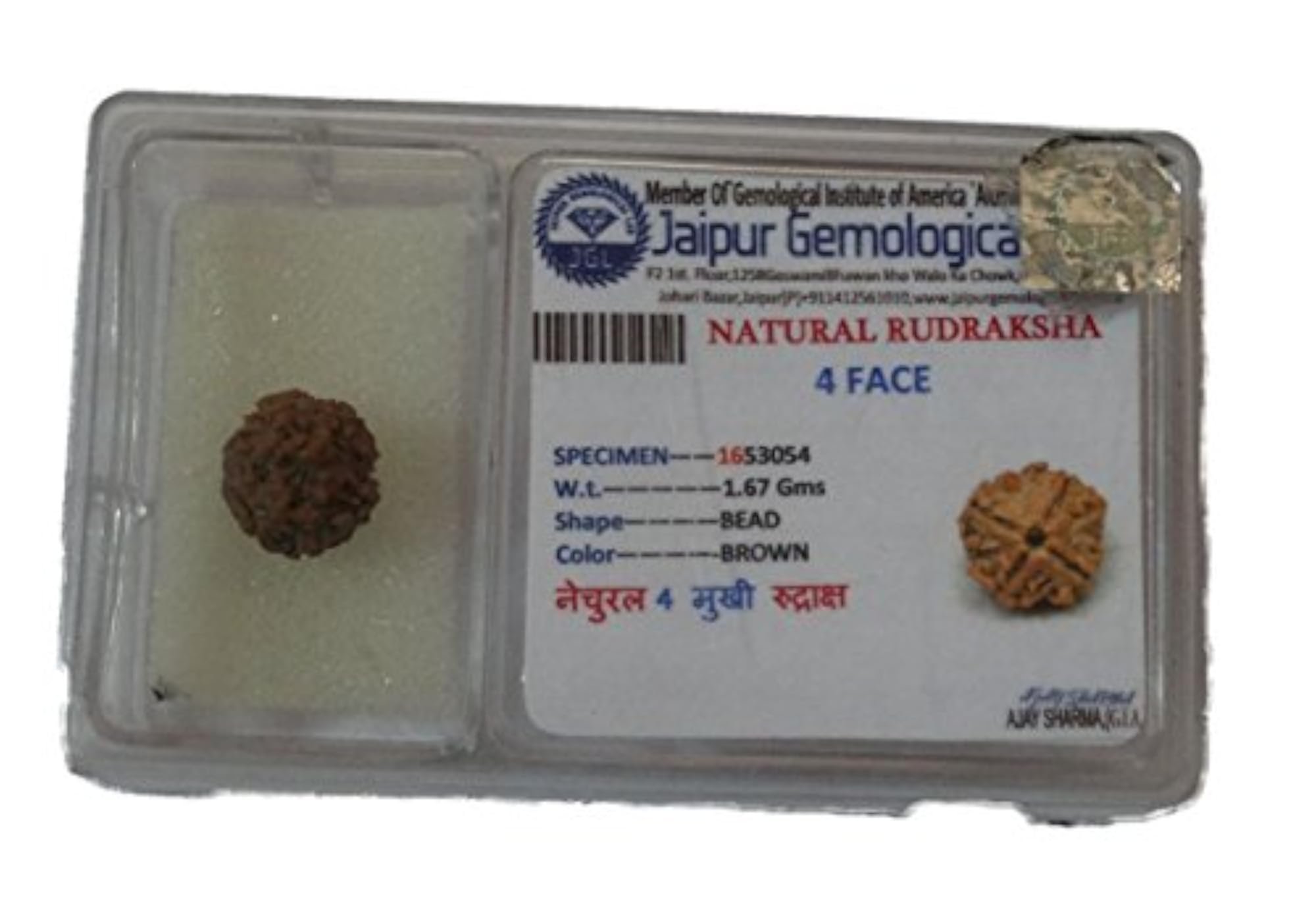Four Face Rudraksha (4 Mukhi Rudraksh) with Certificate