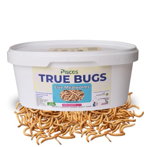 Image of PISCES True Bugs Live Larvae Mealworms - 300 Pcs | High Protein Treat Food With Natural Supplement For All Life Stages Aquarium Fish Like Arowana, Monkey And Other Pet