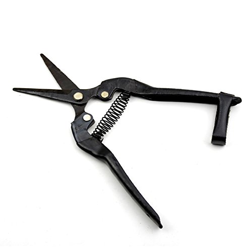 Funnmart 6 inch 150mm Garden Orchard Flower Fruit Tree Branch Pruning Scissors Pruner Shear Pruning Tools Grape Shear Apple Prunning Tool