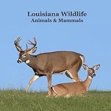 Louisiana Animals and Mammals Kids Wildlife Book: Great Wildlife Book about...