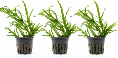 AquaBreedingSkill Set aus 3 Stück Aquarium Pflanzen Echt Set – Anubias, Microsorum – Lebende Wasserpflanzen – Pflegeleicht ideal für Fische & Garnelen – mit Pflanzenpass (Trident 3
