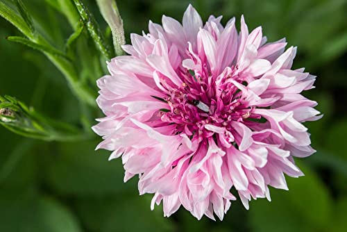 Bachelor Button Tall Pink Cornflower Flower Seeds, 300+ Seeds Per Packet, (Isla's Garden Seeds), Botanical Name: Centaurea Cyanus, Non Gmo & Heirloom Seeds #TOP1