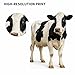 Cow 3FT Life Size Cardboard Cutout – Farm Animal Fun Standup for Photo Booths, Birthday Parties & Events, 1PC