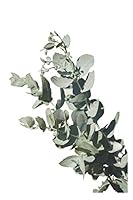 Pflanze - Gras, Gr?ner Daumen, Garten, G?rtnerei, Hobby, Gr?n, ?ko, Bio, Notizbuch, Notizblock, 120 Seiten, Souvenir Geschenk Buch, Auch Als Dekoration Geeignet 1672002508 Book Cover