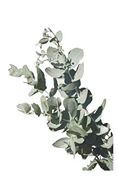 Paperback Pflanze - Gras, grüner Daumen, Garten, Gärtnerei, Hobby, Grün, Öko, Bio, Notizbuch, Notizblock, 120 Seiten, Souvenir Geschenk Buch, auch als Dekoration geeignet (German Edition) [German] Book