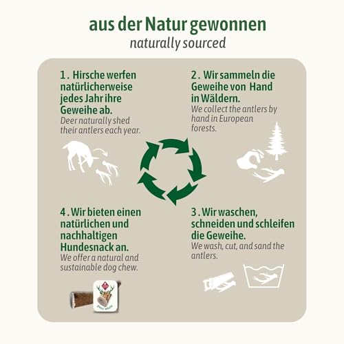 ChronoBalance® XXL Kaustange für Hunde ganze Stücke als Kauspielzeug: 100% Hirschgeweih für Hunde, Hundespielzeug, Leckerli Zahnpflege, Kausnack, Geweih Kauknochen, Natürlich ohne Zusätze (2er Set)