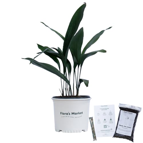 Cast Iron Plant - 3 Gallon - Includes Planting Kit