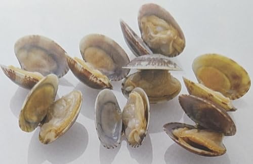 生食可 殻付き あさり M(31/40個)250g×40P ノースイ 加熱済み 業務用 冷凍