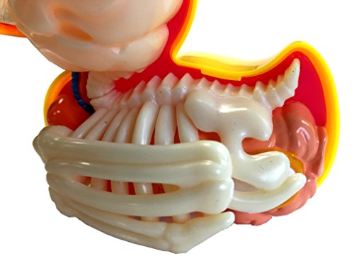 Bathing Ducky Funny Anatomy By Jason Freeny #TOP4