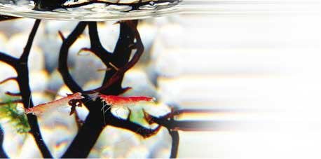 ECOSPHERE Ei 13CM - Weiß LINE - Aquarium Miniatur-Welt mit Garnelen