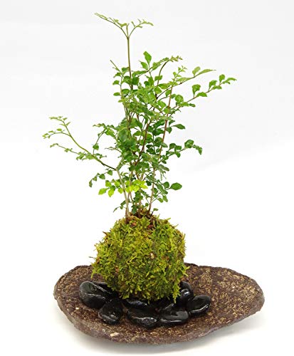 涼しげな葉が苔とよくあいます【シマトネリコの苔玉・くらま岩器・敷石セット】 (敷石の色(黒石))