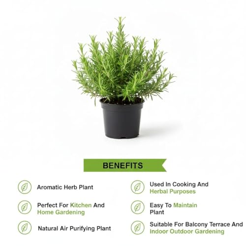 Image of Rosemary Original Fresh Indoor Herb Plant in Nursery Pot, Fresh Culinary Herb, Indoor or Outdoor Garden Plants Live Evergreen Rosmarinus Officinalis for Medicinal Hair Growth Plant