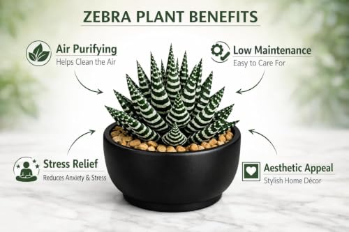 Image of Live Haworthia Zebra Succulent | Decorative Indoor Plant with Pot | Easy Care Houseplant for Home, Office & Table Decor