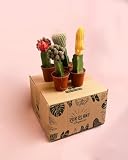 Pur Plant Cactus Mix Mini Box  Plantas Naturales  Pur Plant