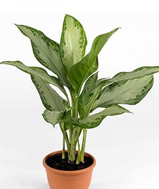 PlantaZee Green Aglaonema Live Indoor Plant With pot (B0BQDXMGHC) Amazon Price History, Amazon Price Tracker