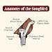 Songbird Specialties Wine Bottle Pourer, Fun Wine Pourer Spout Sings While It Pours, Airtight Wine Bottle Sealer, Acacia Wood with Black Wings