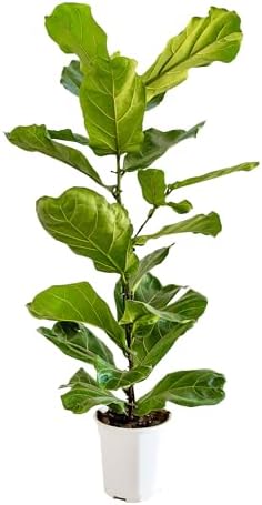 Ficus Lyrata, Vero Fico Foglia di Violino, Pianta da Interno, Vas...