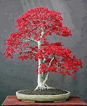 20 mini bella giapponese semi di acero rosso Bonsai, fai da te Bonsai semi freschi MAPLE: Only Seeds