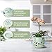 HERDUK Ceramic Orchid Pot, Orchid Pots with Drainage Holes & Saucer 6.5 Inch,Orchid Pot for Repotting Indoor, Orchid Containers with Precise Aeration & Drainage Sky Blue