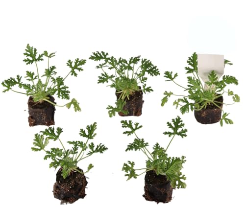 Giranio Citronela - Pack 5 Unidades - DECOALIVE - Aroma Limón o Citronella - Geranios Repelentes Mosquitos