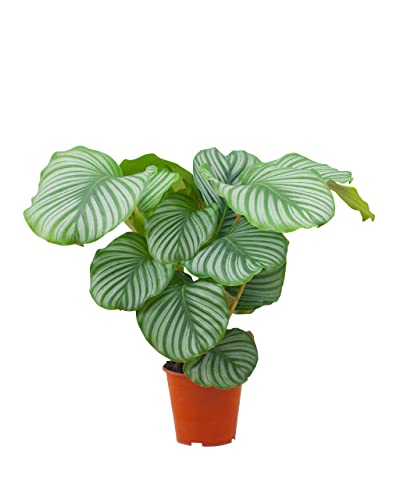 PLNTS - Calathea Orbifolia (Gebetspflanze) - Zimmerpflanze - 19cm Topf - Höhe 60cm Cover