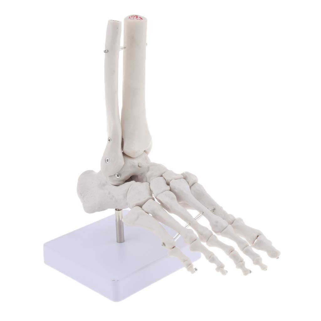 4 Stück Menschliche Fußmodell Anatomisches Fuß Modell für Lehrmittel Laborbedarf