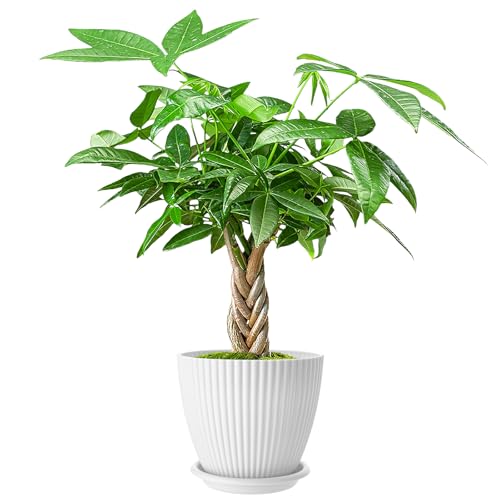 Live Plants Money Tree, 12" Total Height (Pot + Tree), Easy to Grow Houseplant, Indoor Bonsai Potting in White Plastic Pot, Home Office Decor, Birthday Housewarming Gift