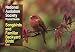 National Audubon Society Pocket Guide to Songbirds and Familiar Backyard Birds: Eastern Region (National Audubon Society Pocket Guides)