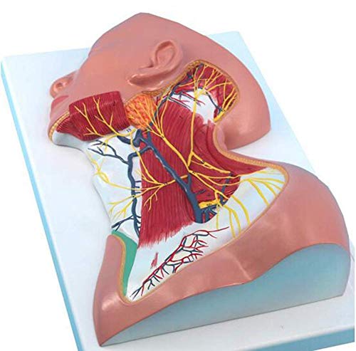 Model anatomiczny człowieka Model anatomii lokalnej szyi człowieka z anatomią skóry szyi Powierzchniowa struktura szyi P