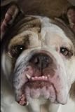  English Bulldog: A Journal For Everyone