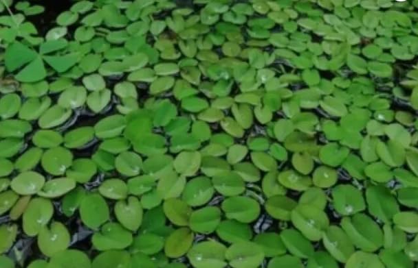 Water Spangles - Salvinia Natans Floating Aquarium Tropical Plant Shrimp Safe (200)