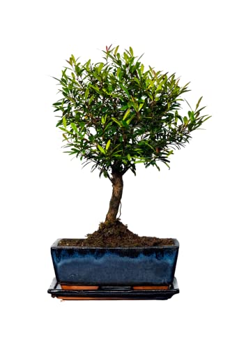 Syzygium Bonsai (ca 8 Order 10 Jahre) (Ca. 10 Jahre) Cover