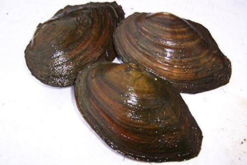 Set Fadenalgenfrei - 4 Teichmuscheln 6-10cm + 4 Sumpfdeckelschnecken + 4 Spitzschlammschnecken + gratis Probe 100g AlgenX