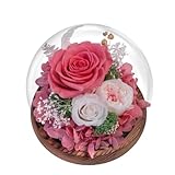 EIGHTOWN Pink Roses Preserved Real Flower in Glass Dome - Real Rose Gift for Her - Forever Gift for Valentines Day, Mothers Day, Birthday, Anniversary, Wedding, Thanksgiving (Pink)