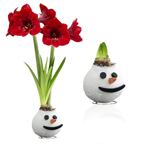 ulbi di Amaryllis Cera Snowman - 1 Bulbo da Fiore in Grande Formato 26/30 - Piante e Fiori Esclusivi dall'Olanda - Hippeastrum Autentico (non semi, non artificiale)