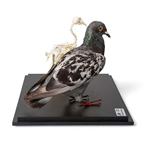 Image of 3B Scientific GmbH T310051 Pigeon and Pigeon Skeletons in Show case