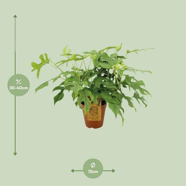 Fensterblatt Monstera Minima Halbschatten Zimmerpflanze Ø15 cm 40 cm
