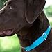 Country Brook Petz - Martingale Dog Collar - Heavy-Duty Training Collar with No Buckle - Service Dog Collar for All Pups - 20 Vibrant Colors (Ice Blue, 3/8 Inch, 2XS)
